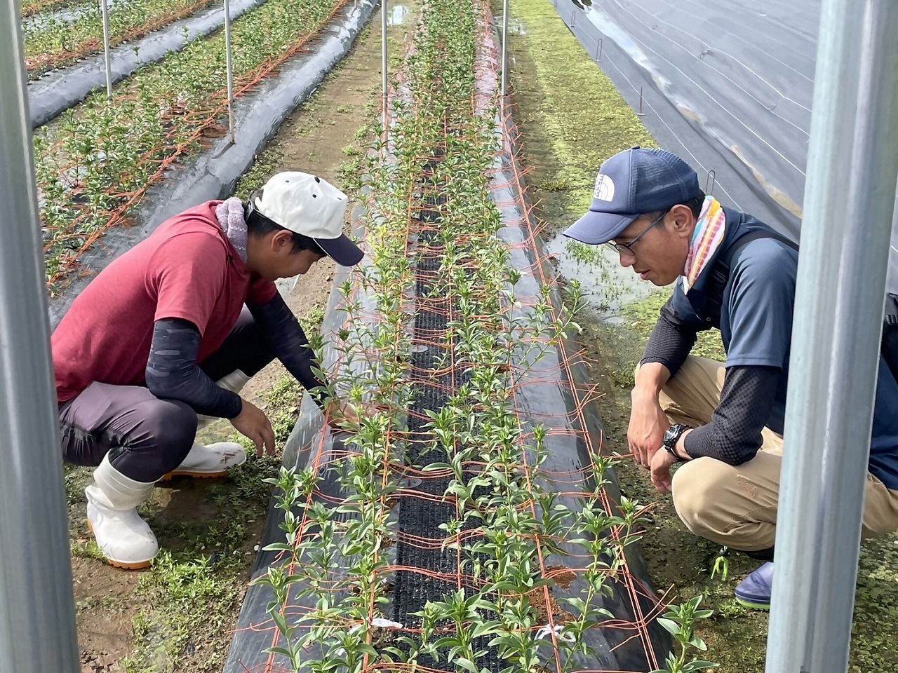 ほ場で生育の状況を見ながら地域振興局職員と話をする研修生