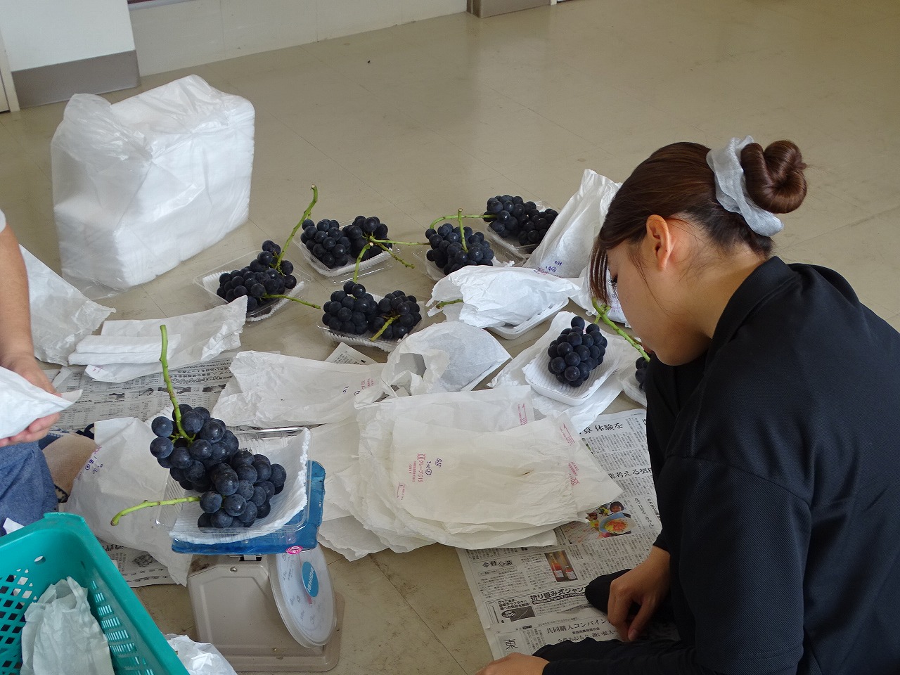 巨峰の重さを計る研修生