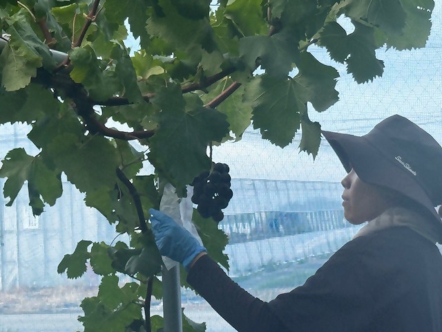 巨峰の収穫をする研修生