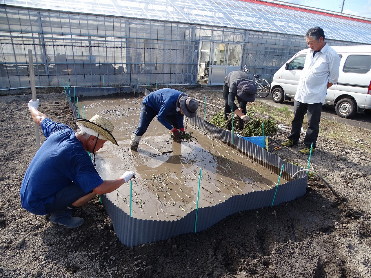 セリを植える指導員と研修生
