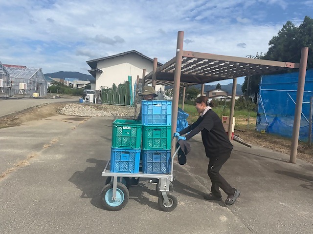 収穫したぶどうを載せた台車を運ぶ研修生