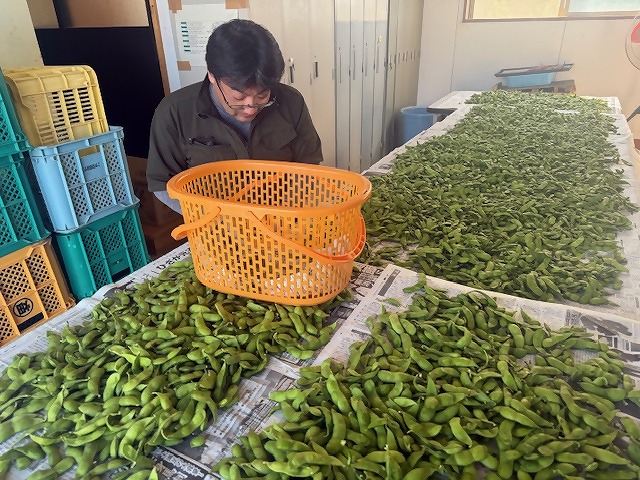 エダマメを選別する研修生