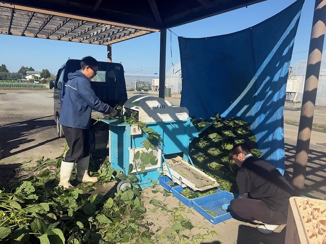 機械を使ってエダマメの莢を枝から採る研修生