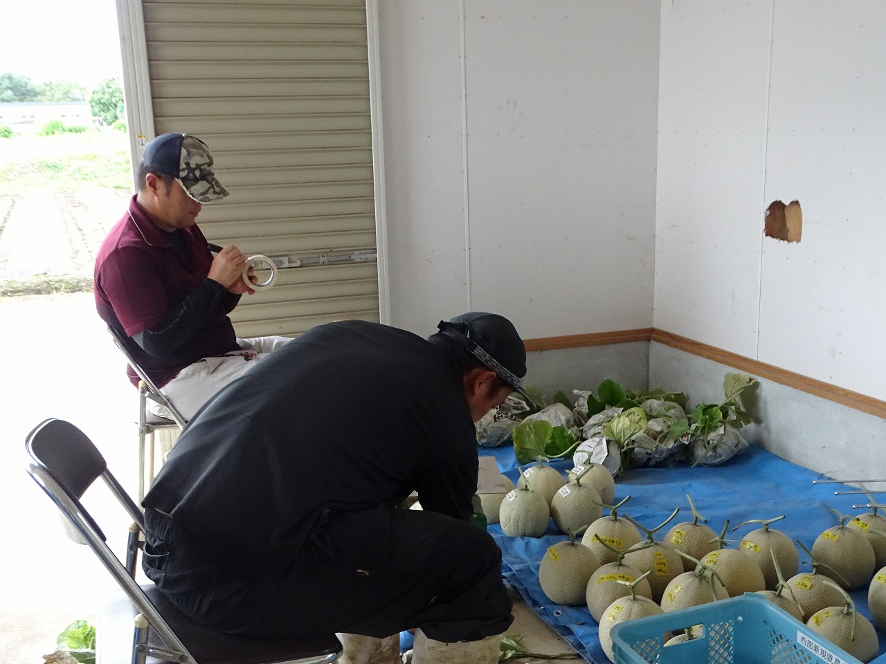 メロンの重さを計る研修生