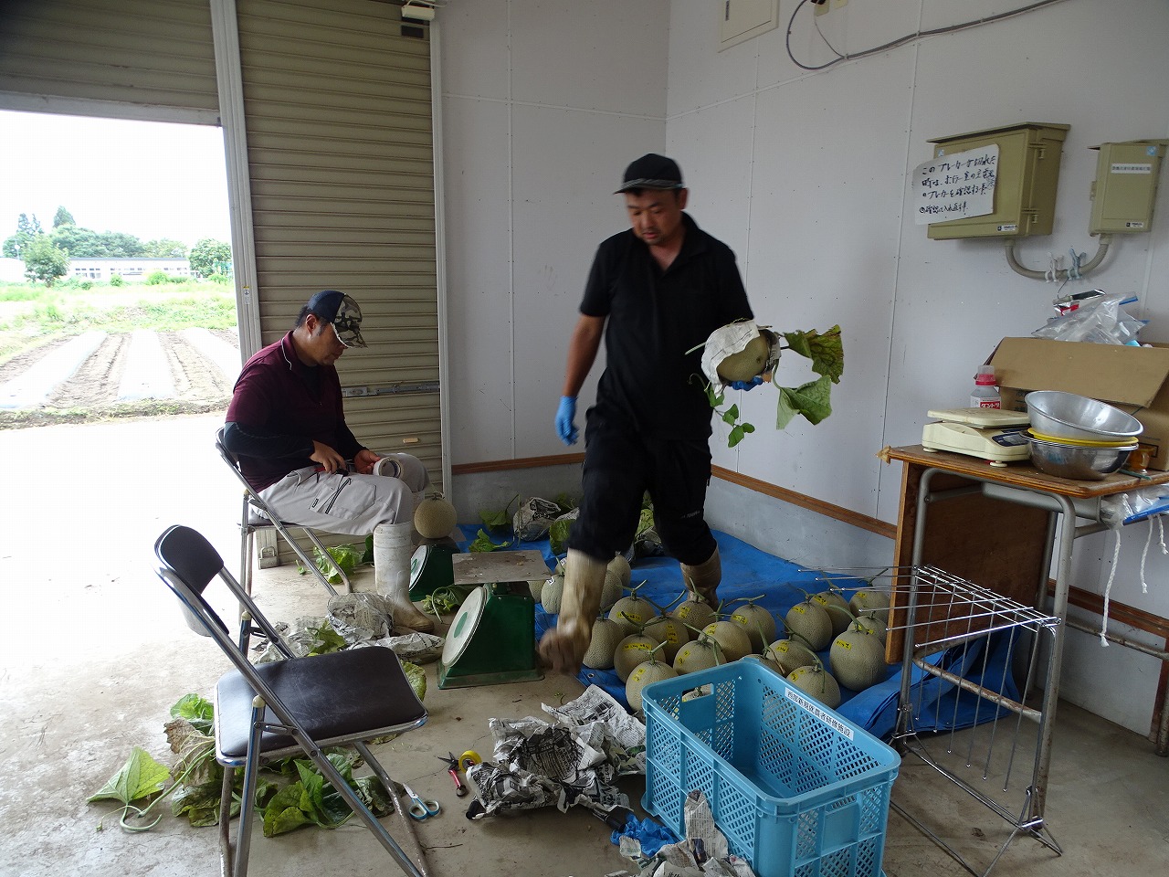 メロンを運ぶ研修生