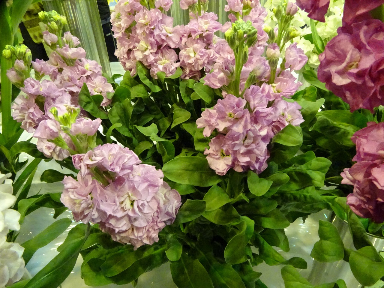 研修生が出品したストック