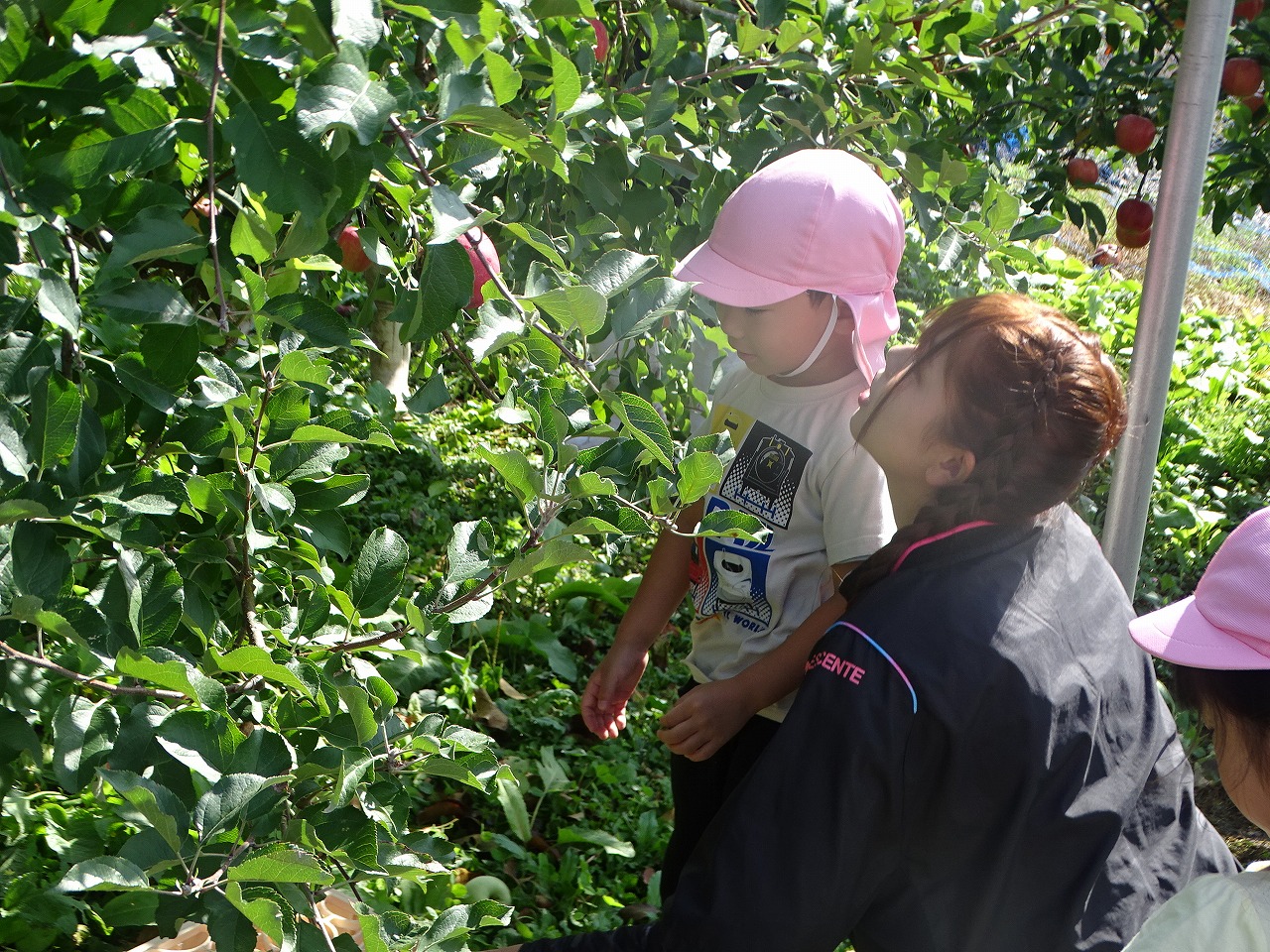 研修生と一緒にリンゴを選ぶ園児