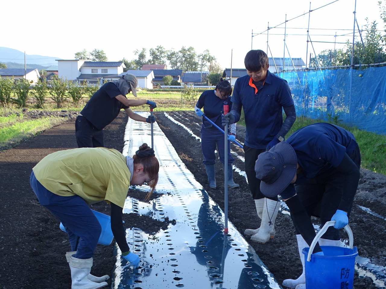 役割分担をしながらニンニクを植付ける研修生たち