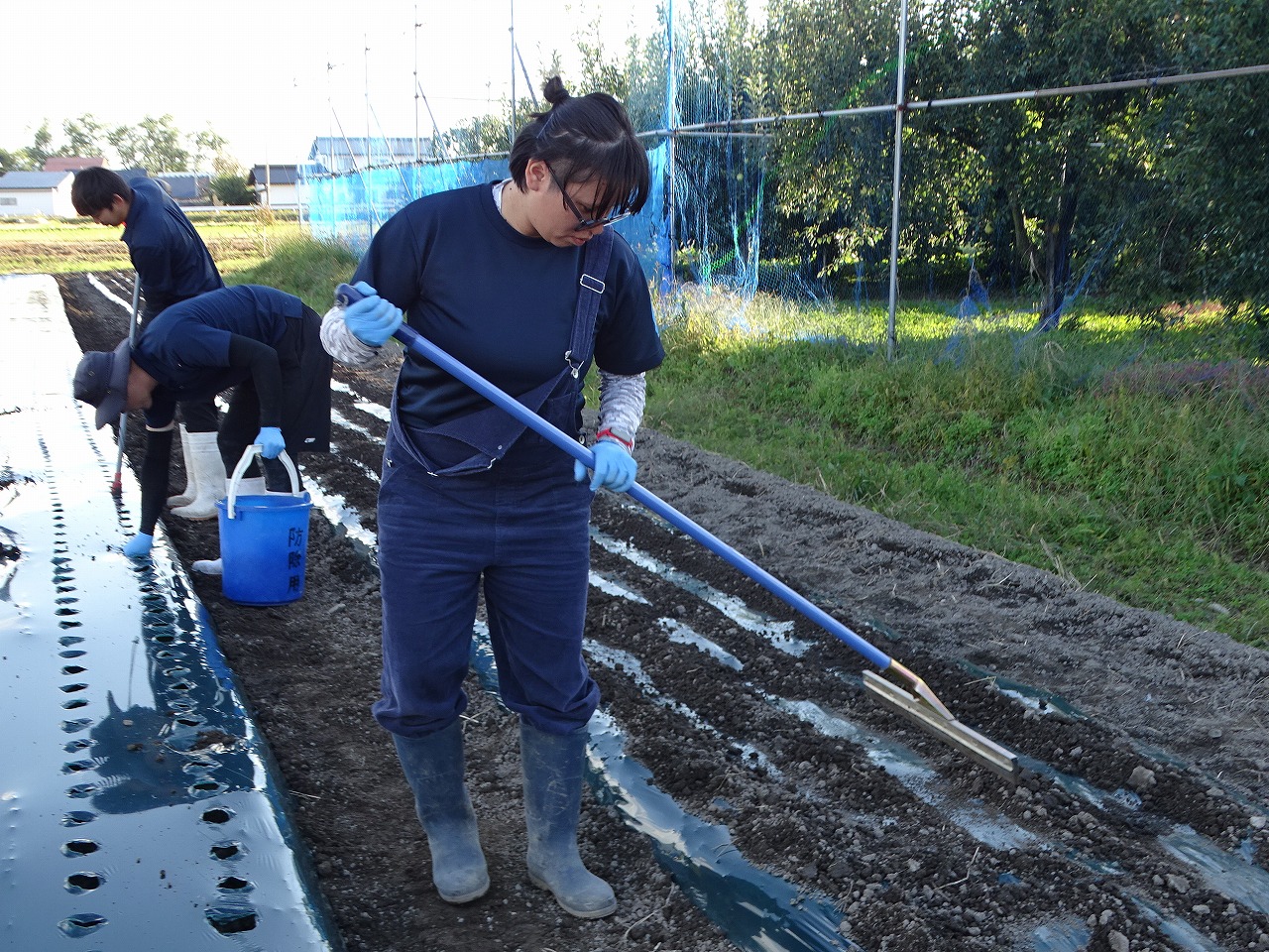 植付けしたニンニクが土に隠れるように整備する研修生