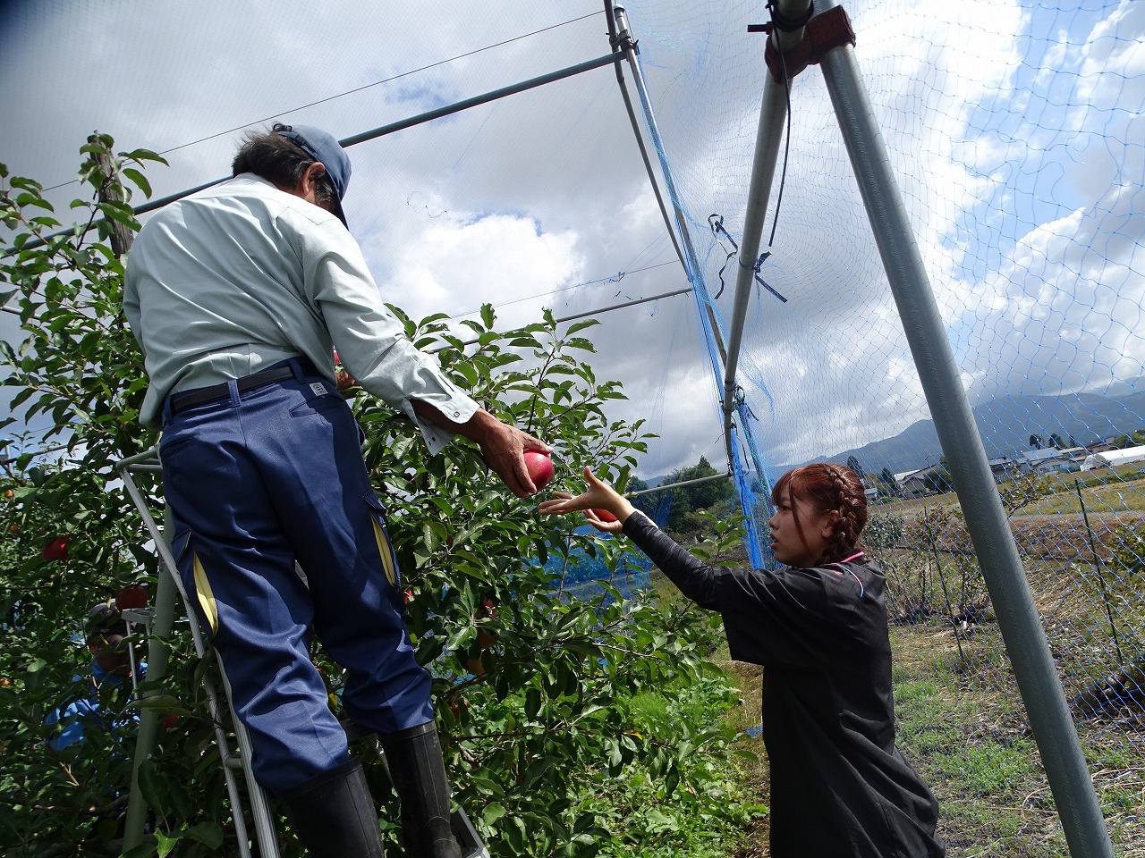 リンゴの収穫をする指導員と研修生