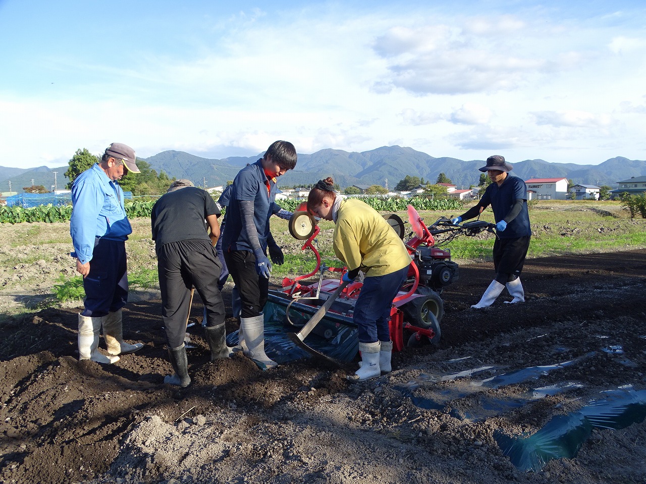 機械を使用して畝に被覆する研修生
