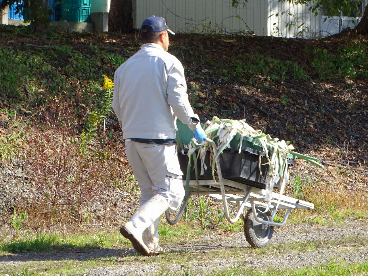 一輪車でネギの残渣を運ぶ研修生