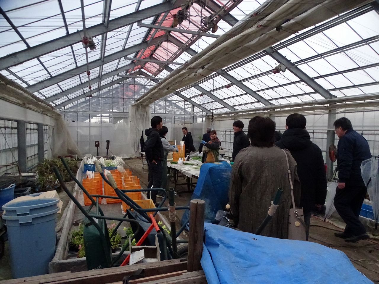 研修生のネギの調整の様子を視察する委員