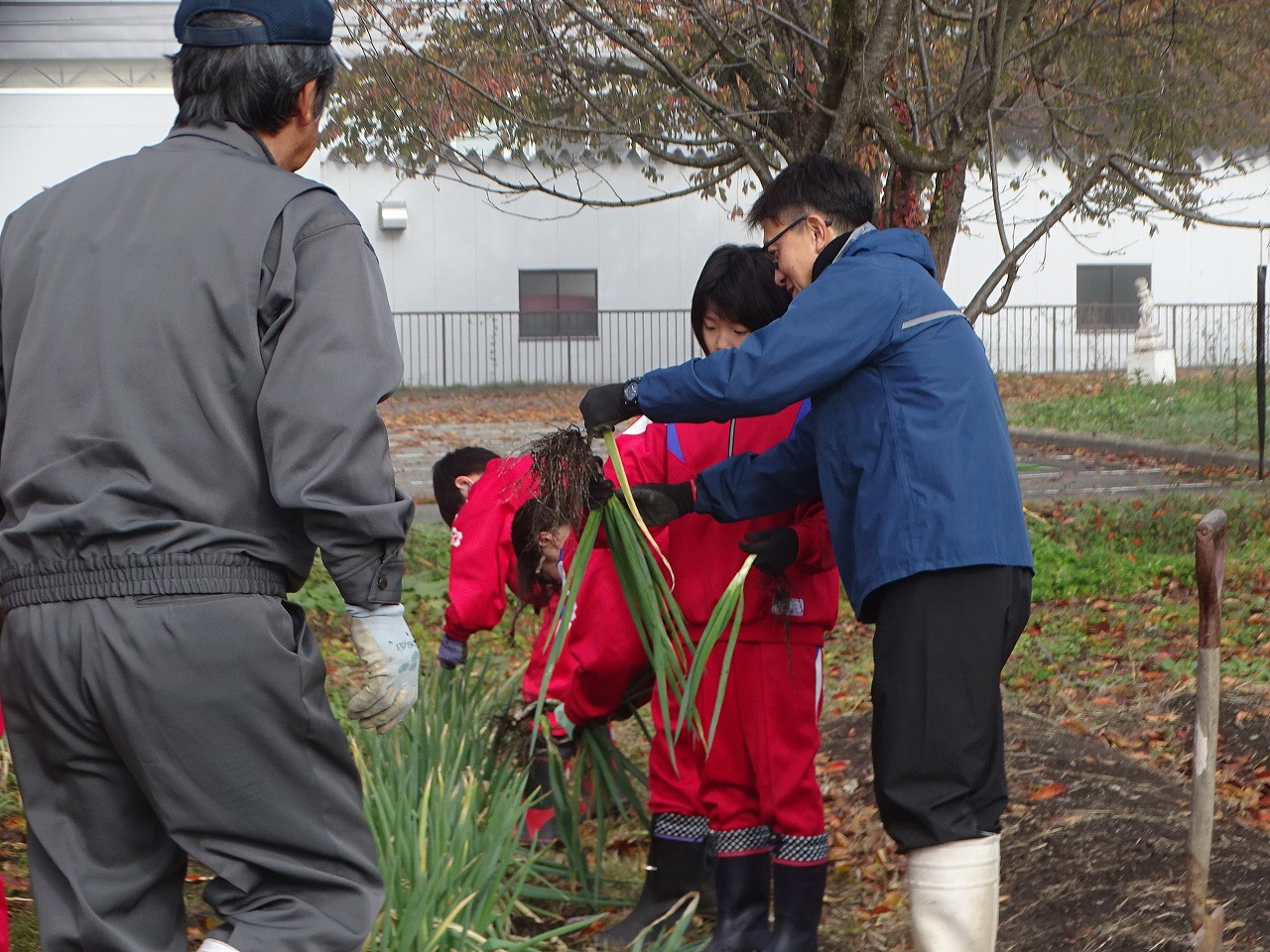 児童と一緒に収穫する研修生