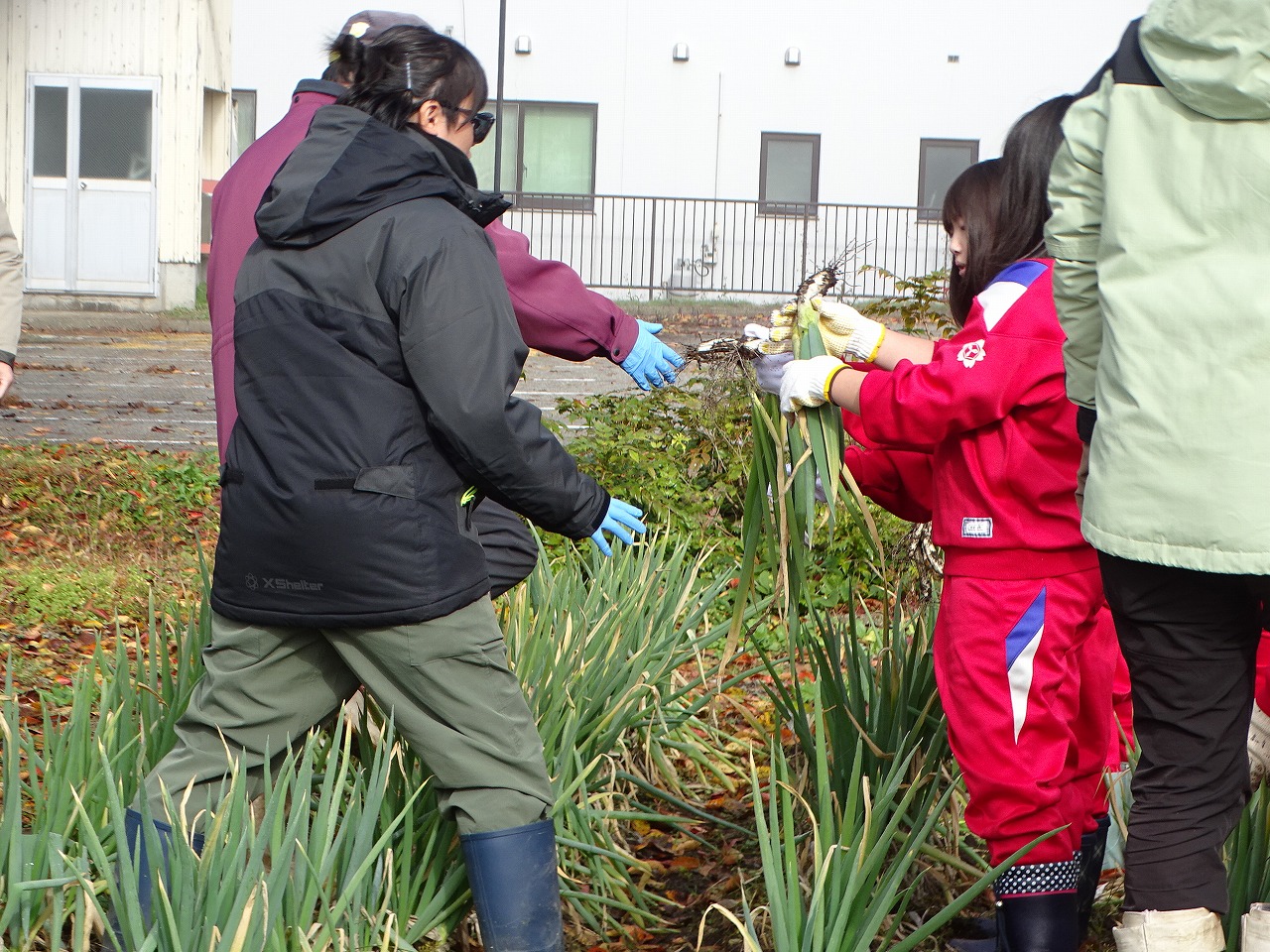 児童が収穫したネギを受け取る研修生