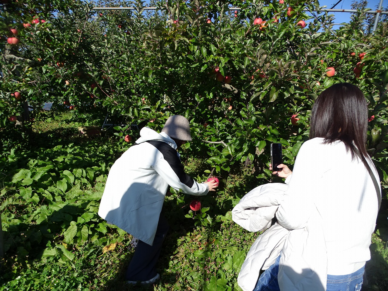 リンゴを収穫する学生たち