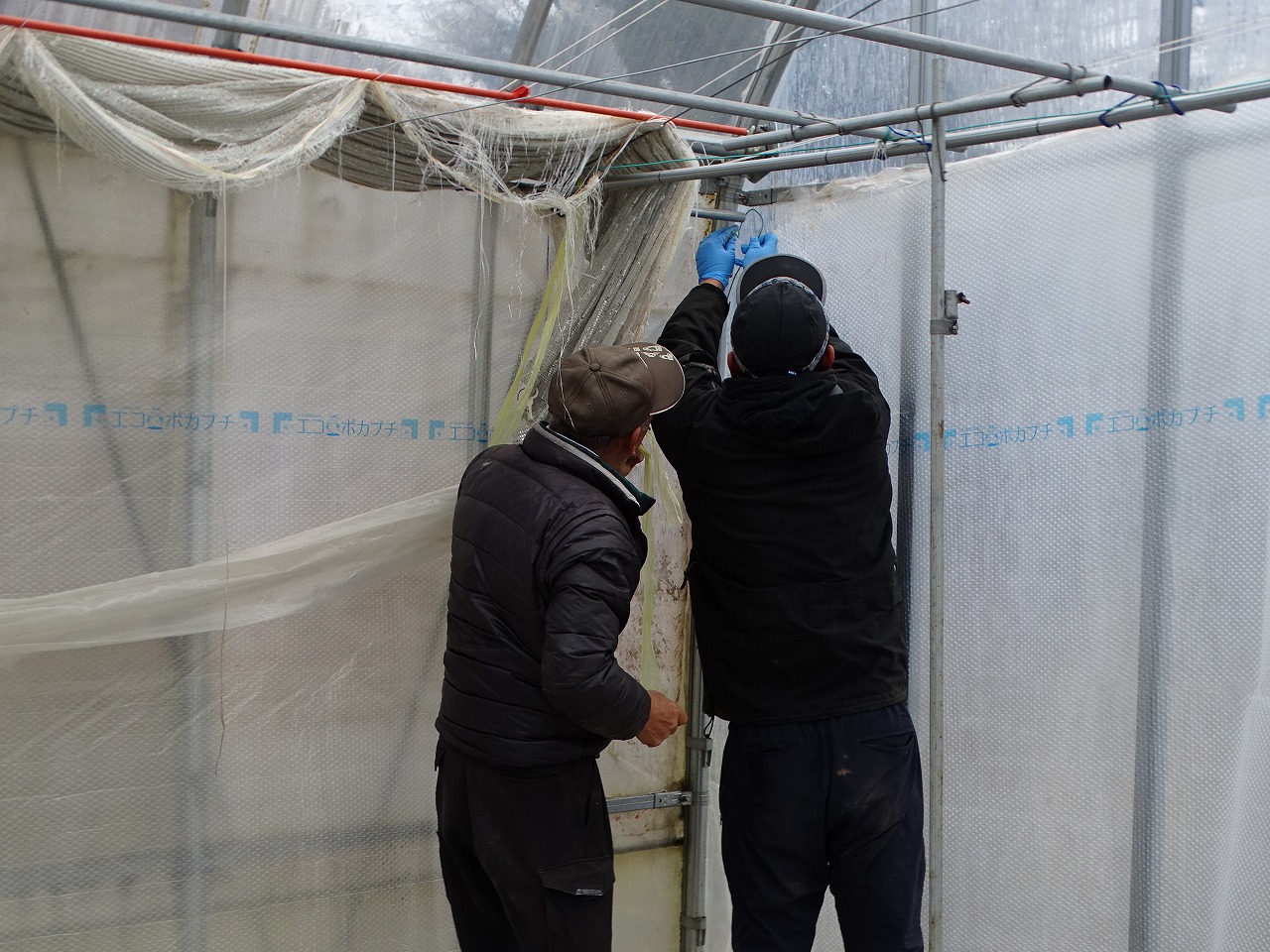 ハウスの保温作業をする研修生