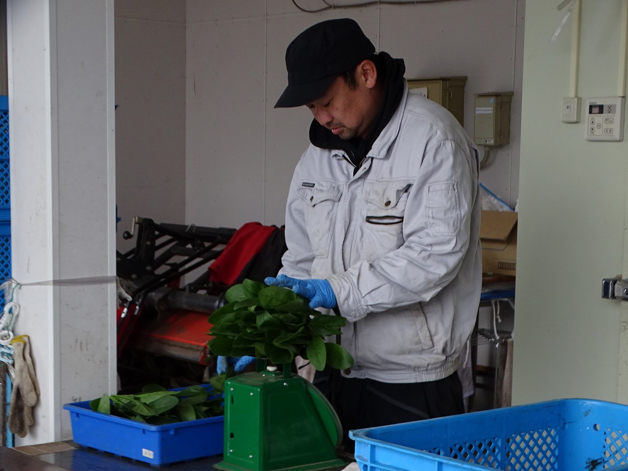 作業場施設内でホウレンソウの袋詰めをする研修生
