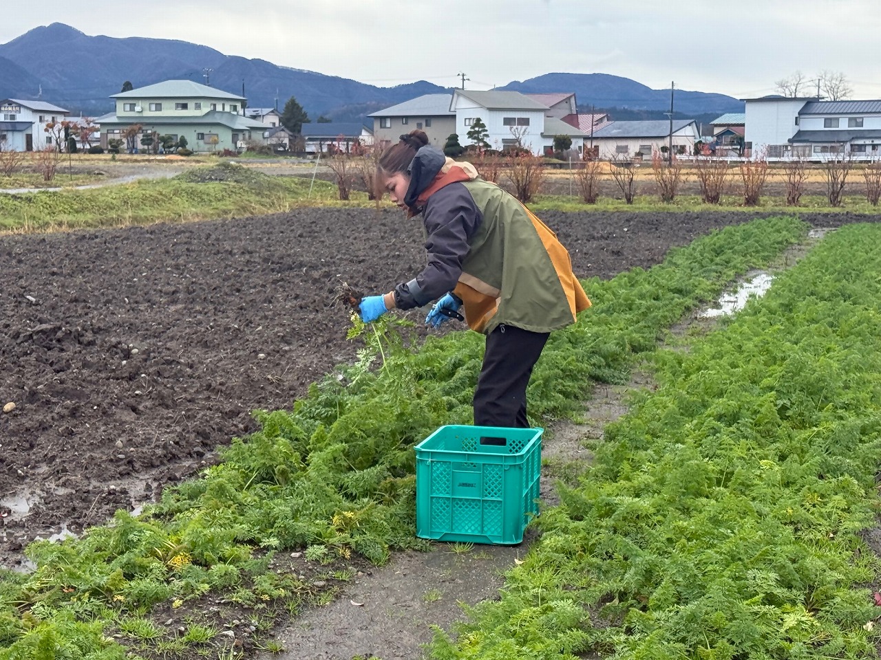 ほ場でニンジンを収穫する研修生