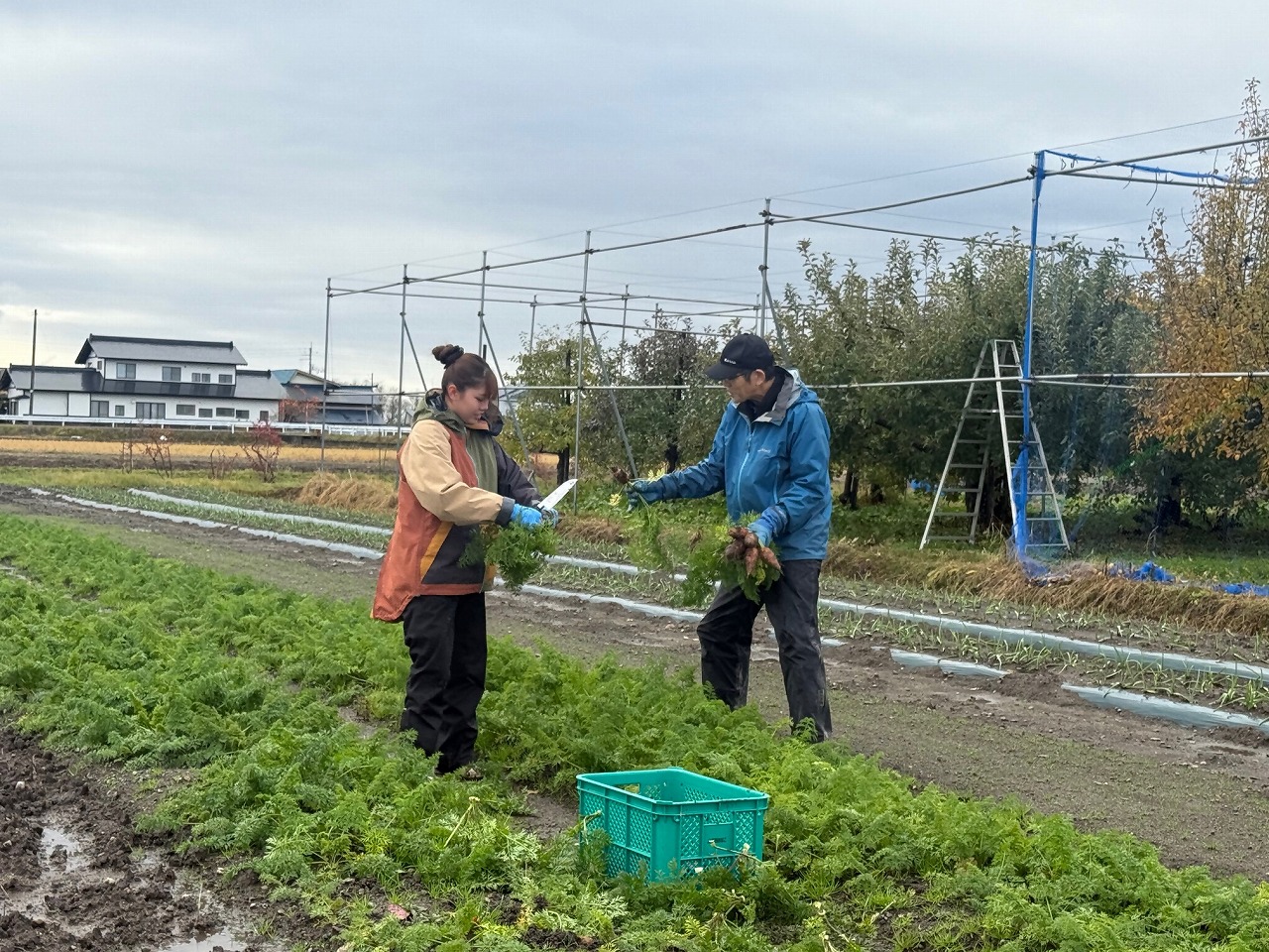ほ場でニンジンを収穫して葉を切る研修生