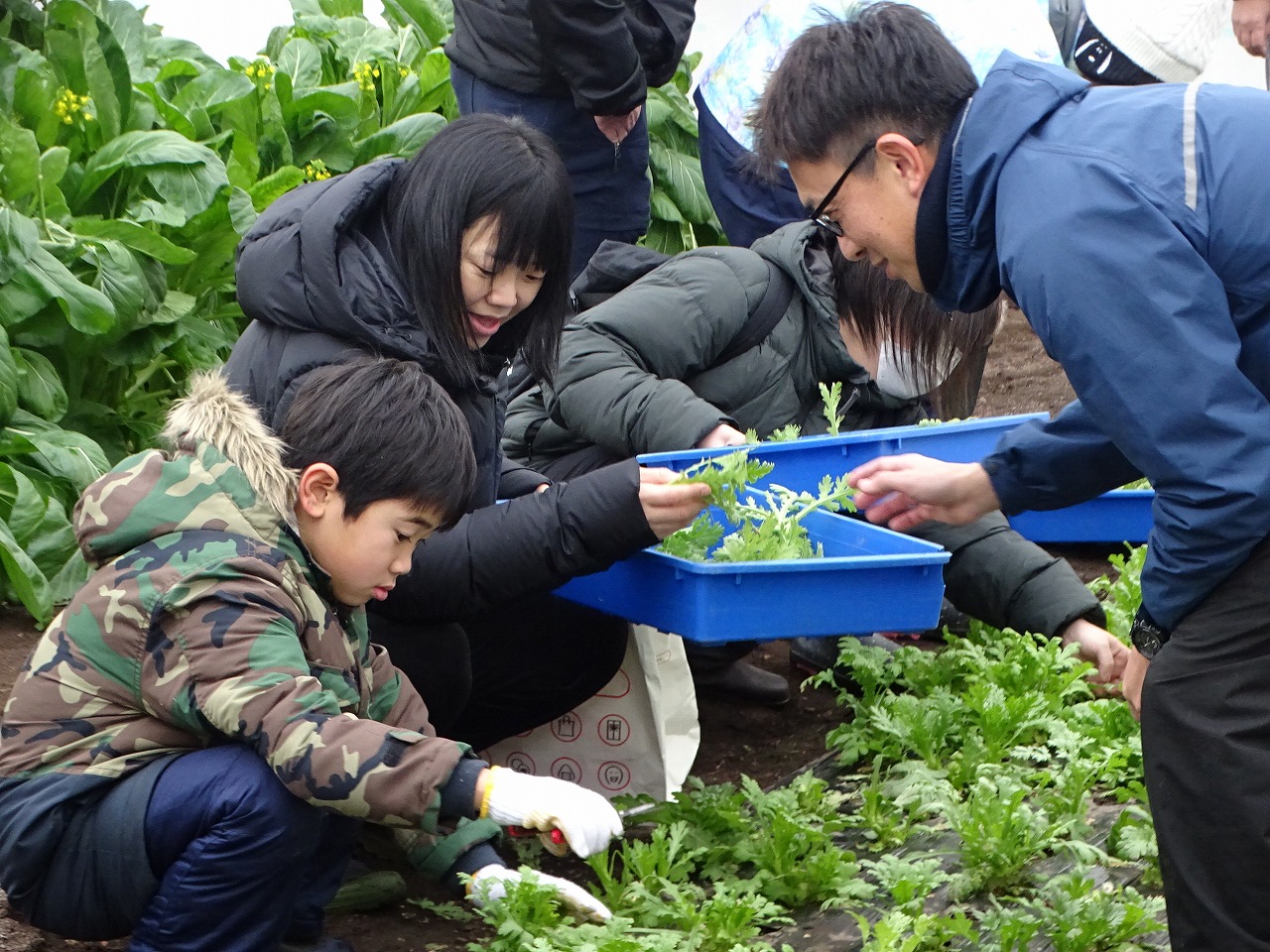 収穫のアドバイスをする研修生
