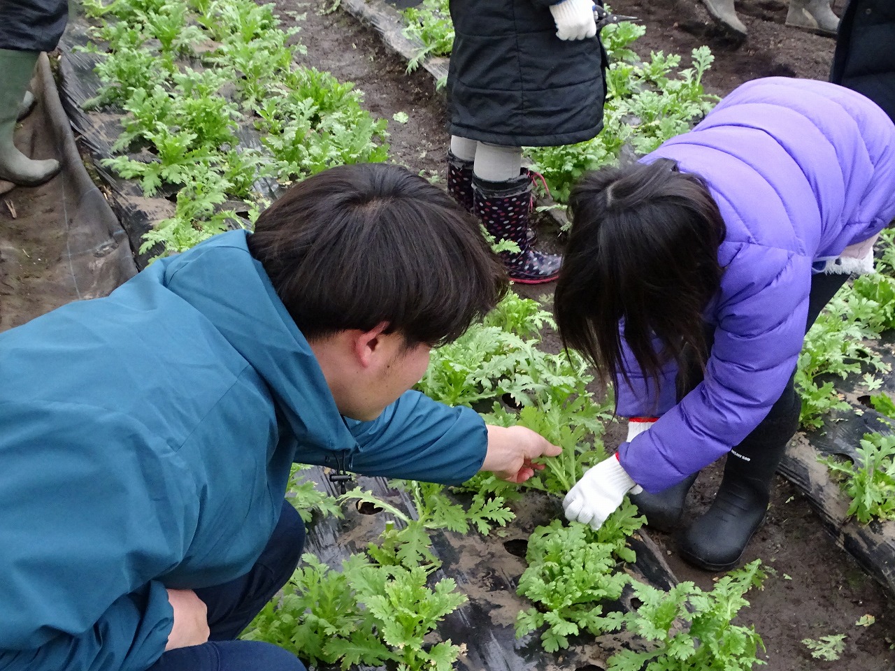 シュンギクの収穫の手助けをする研修生