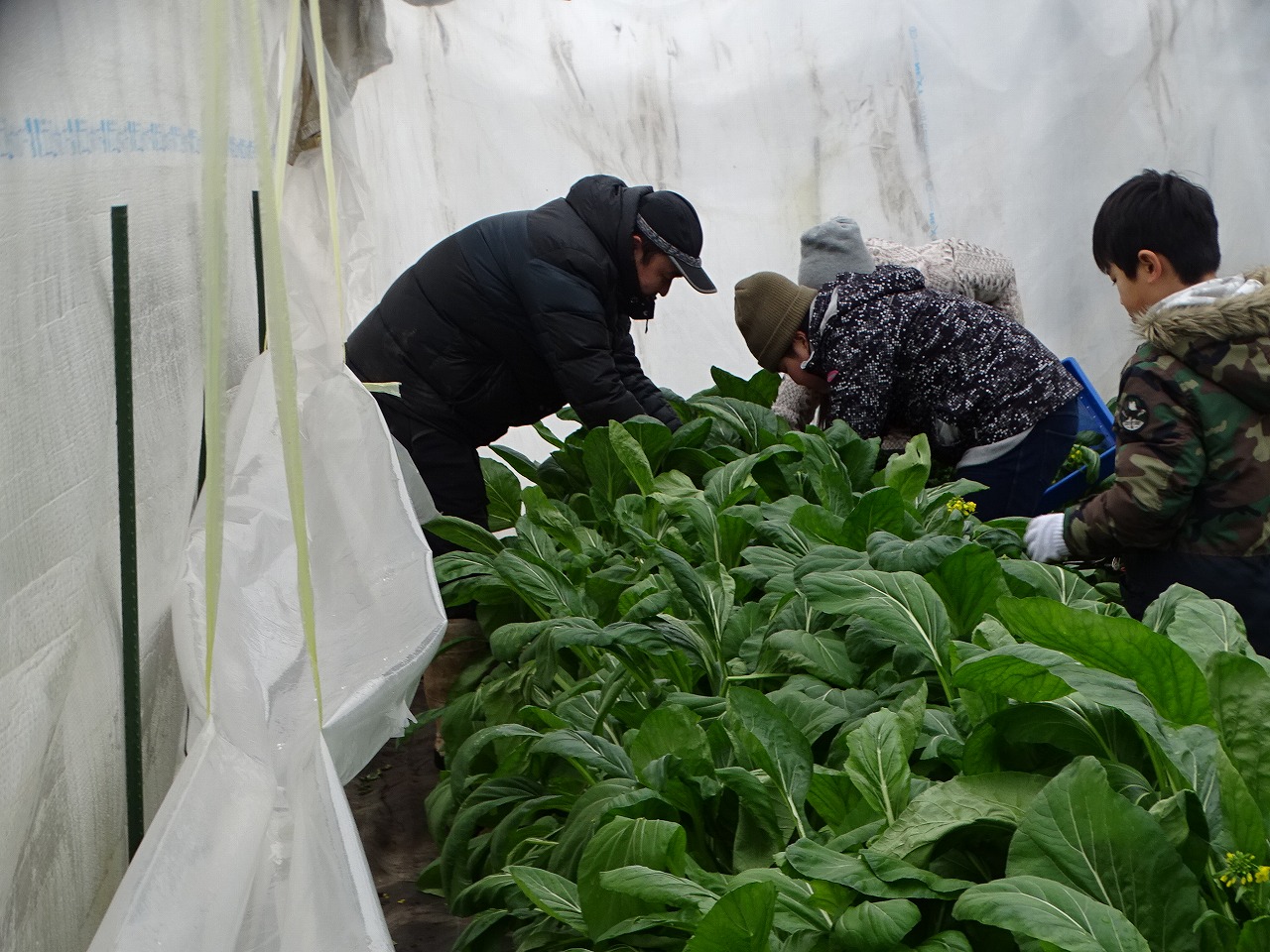 アスパラ菜の収穫の手伝いをする研修生