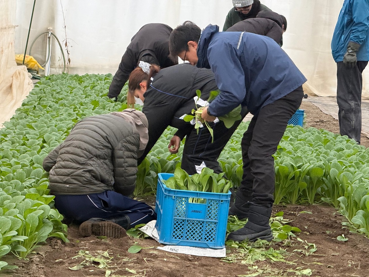 役割分担をしながら収穫する研修生たち
