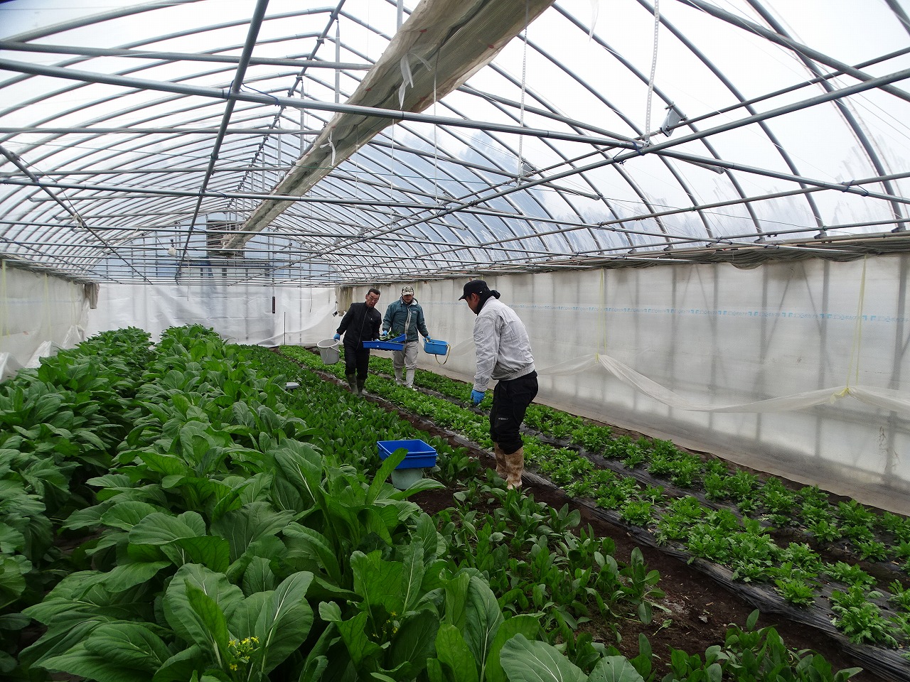 ハウス内の葉物野菜を収穫する研修生