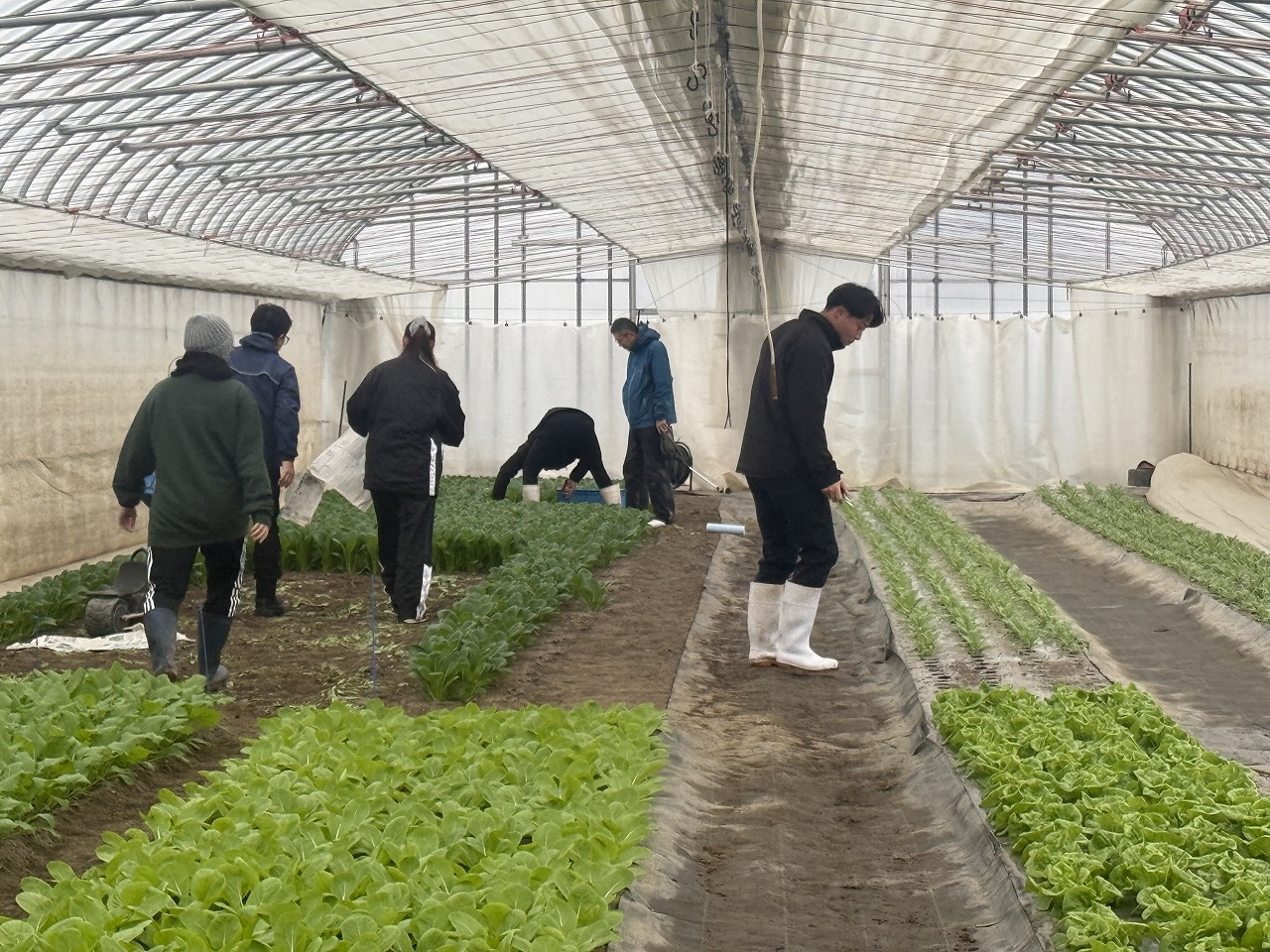 ハウス内の作物の様子を確認する研修生