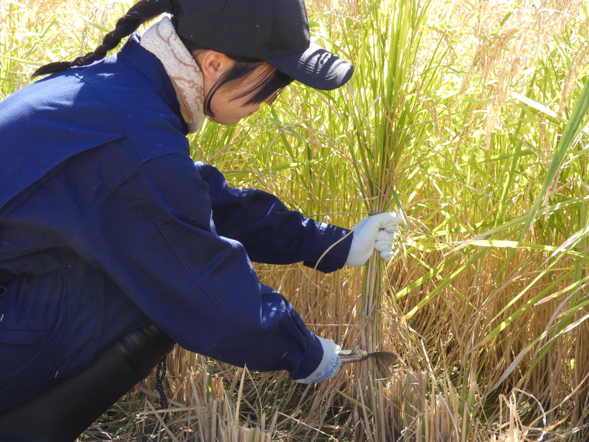 天気のよい昼下がり、カマで稲刈りをする大学生