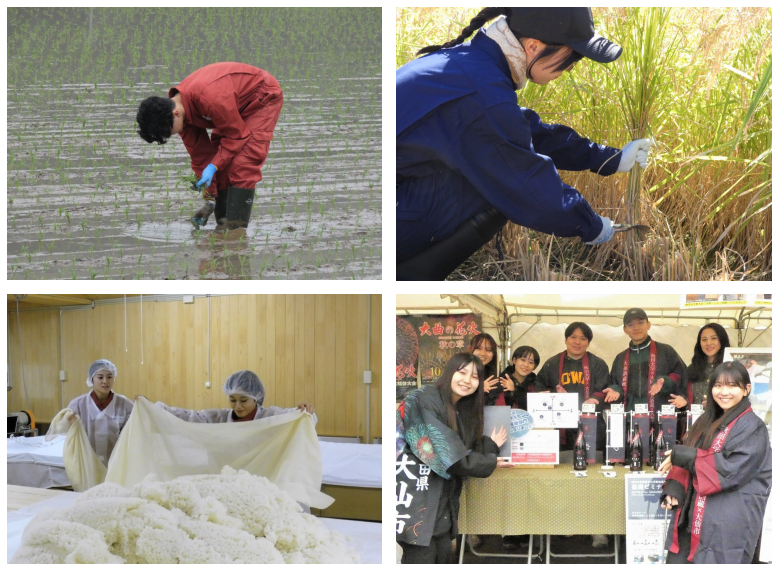 大学生が田植え、稲刈り、酒造りをしている写真