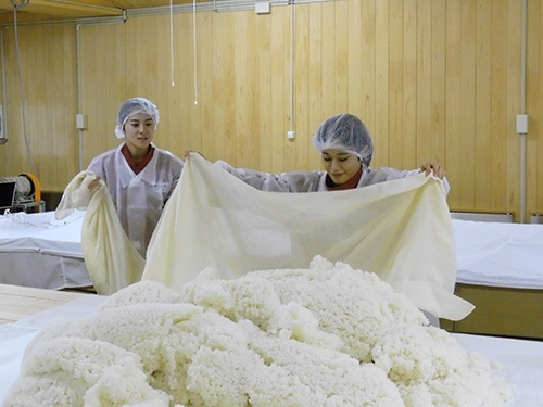 酒造りに挑戦する大学生、蒸した酒米を広げている