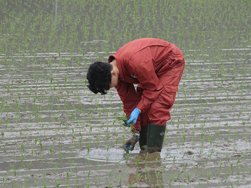 大学生が田植えをしている様子