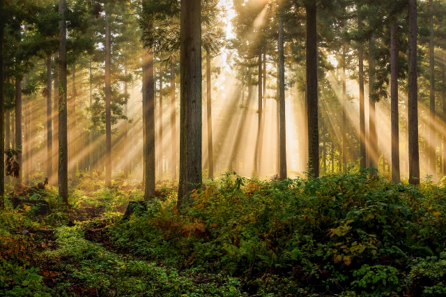 木々の間から日差しが差し込む様子