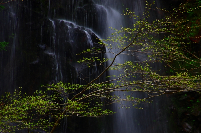 葉が茂った１本の枝の背景に雄大に流れる滝