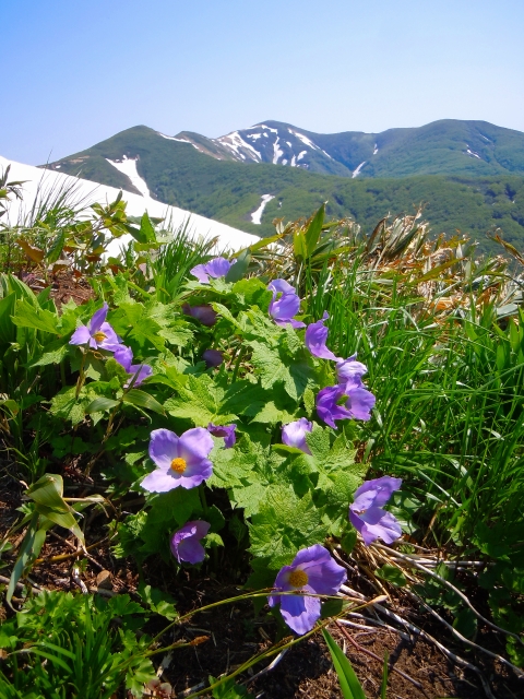 雄大な山を背景にシラネアオイがたたずむ