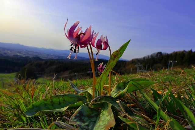 春の妖精とも呼ばれるカタクリを被写体にした写真