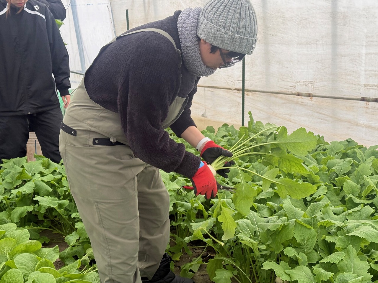 カブの土を落とす研修生