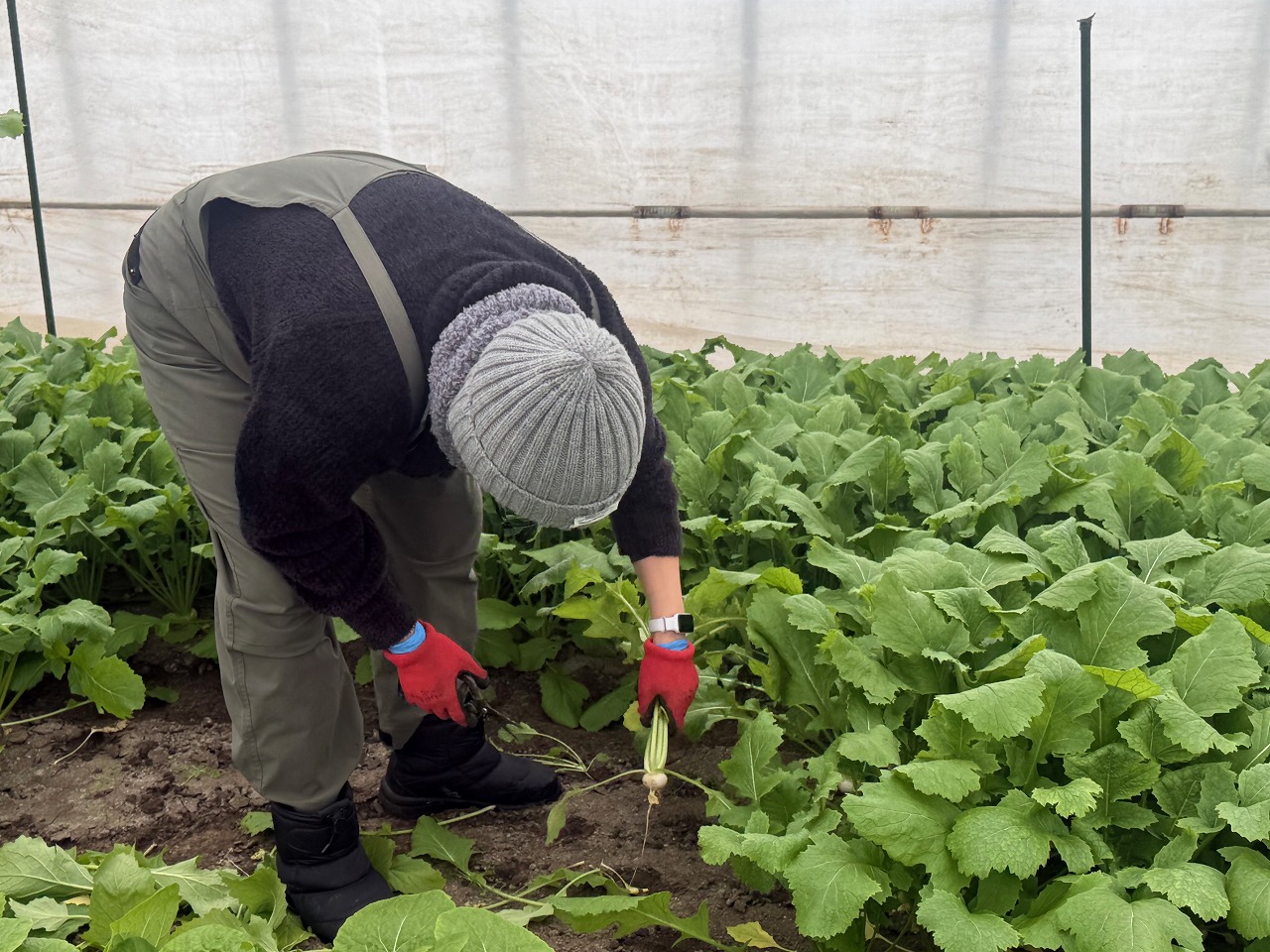 ハウス内のほ場で、カブを収穫する研修生