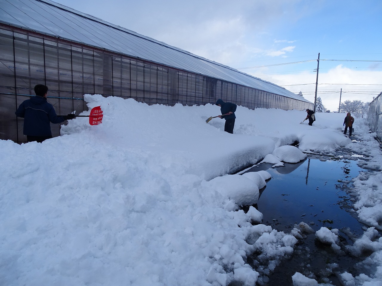 ハウス横の除雪をする研修生