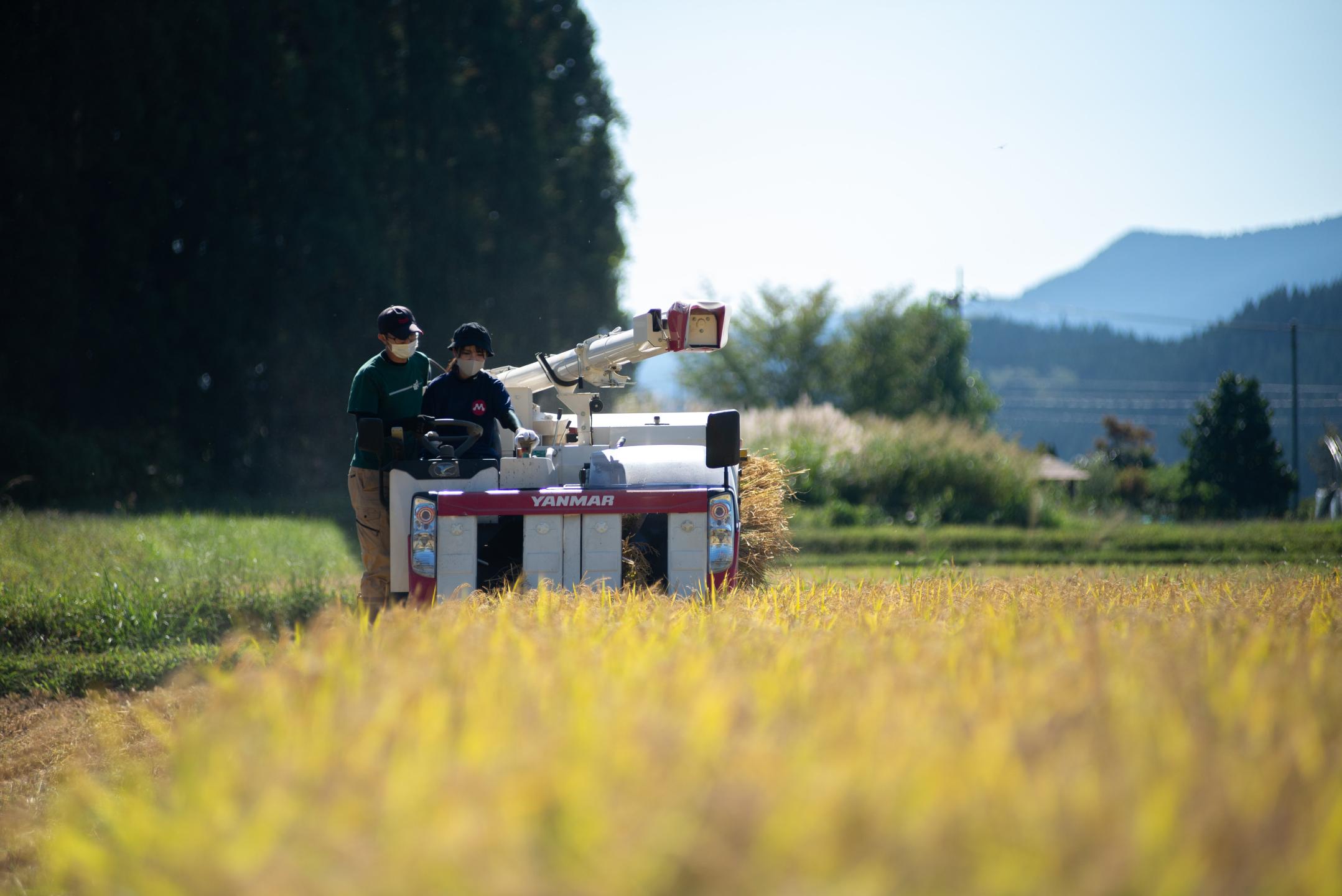 黄金色に稔った稲をコンバインで刈り取る様子