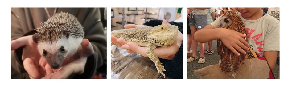 動物の写真（ハリネズミ、イグアナ、フクロウを抱く子ども）