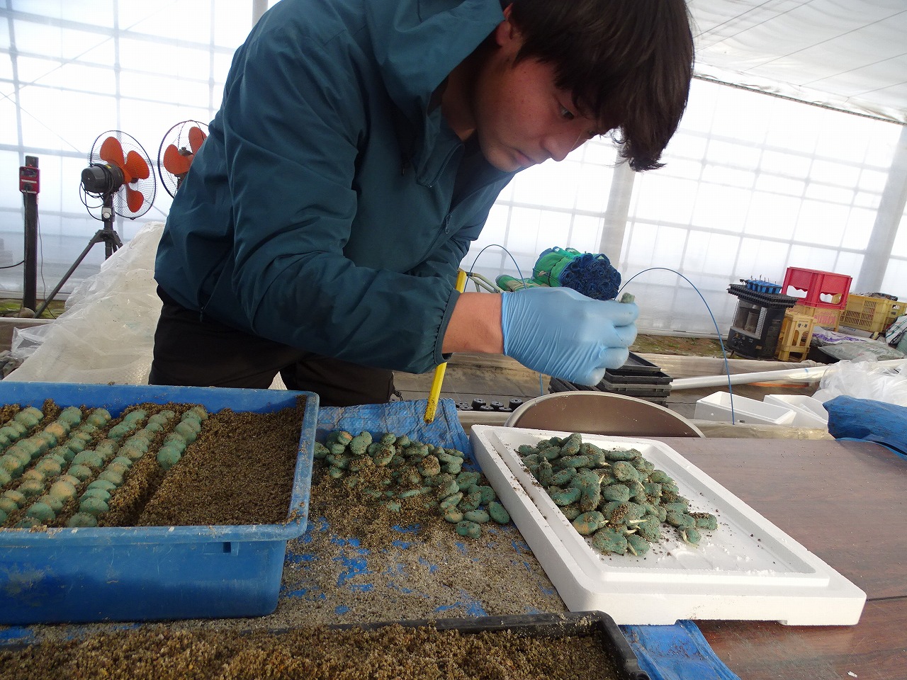 ソラマメから芽が出ているか確認する研修生