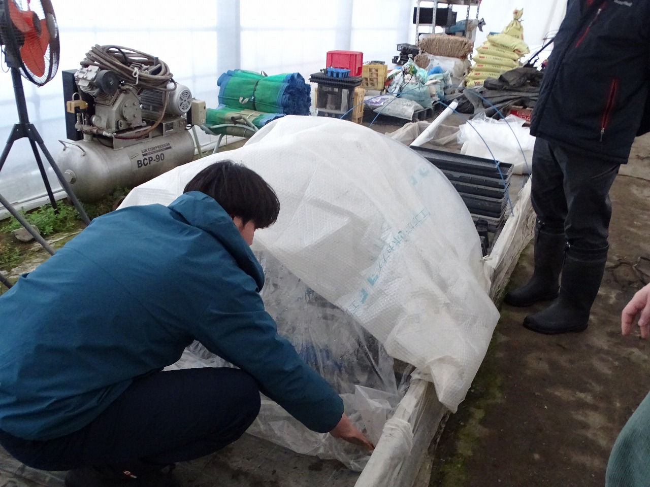 発芽していないソラマメを温床に戻す研修生