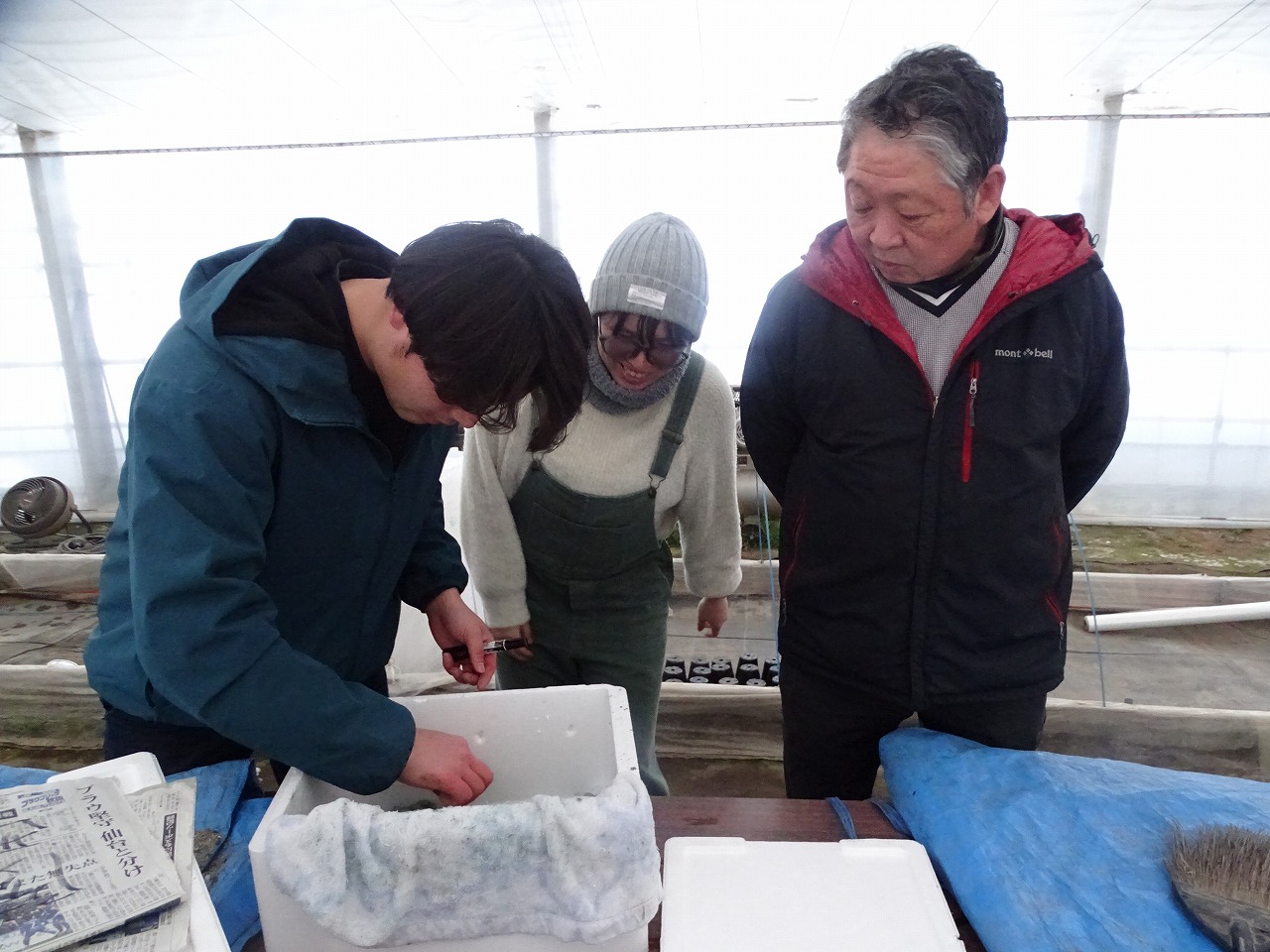 発芽していたソラマメを発泡スチロールに移動する研修生