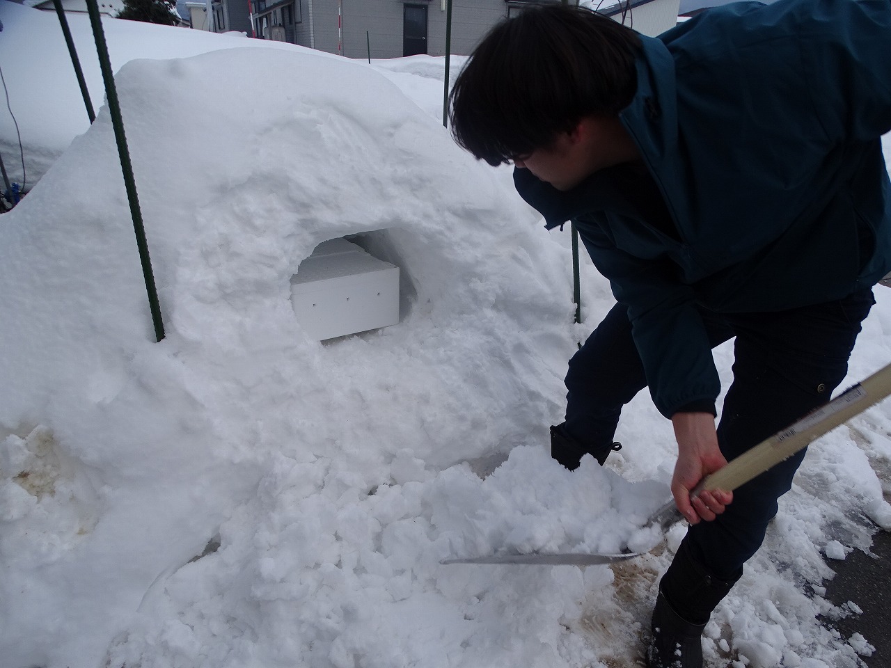 発芽したソラマメが入った発泡スチロールを低温にさらすために雪に埋める研修生