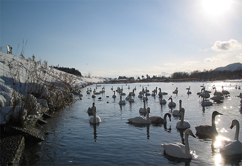 川面にただよう白鳥