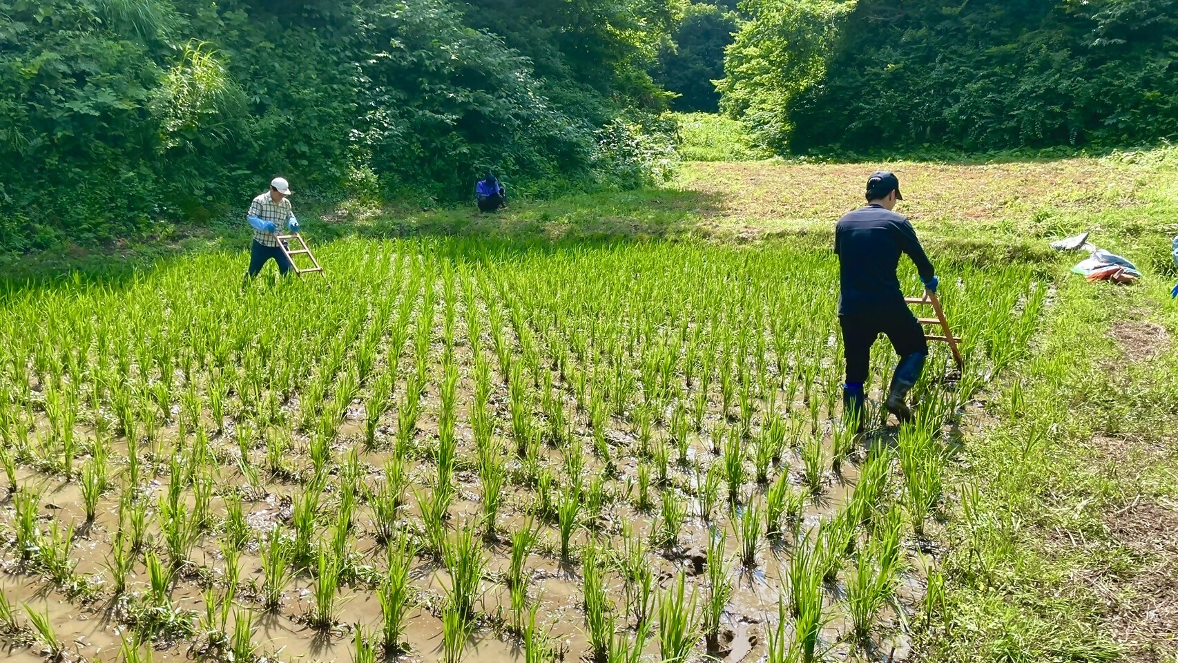 師匠に指導をうけながら田んぼの草取りをする男性隊員