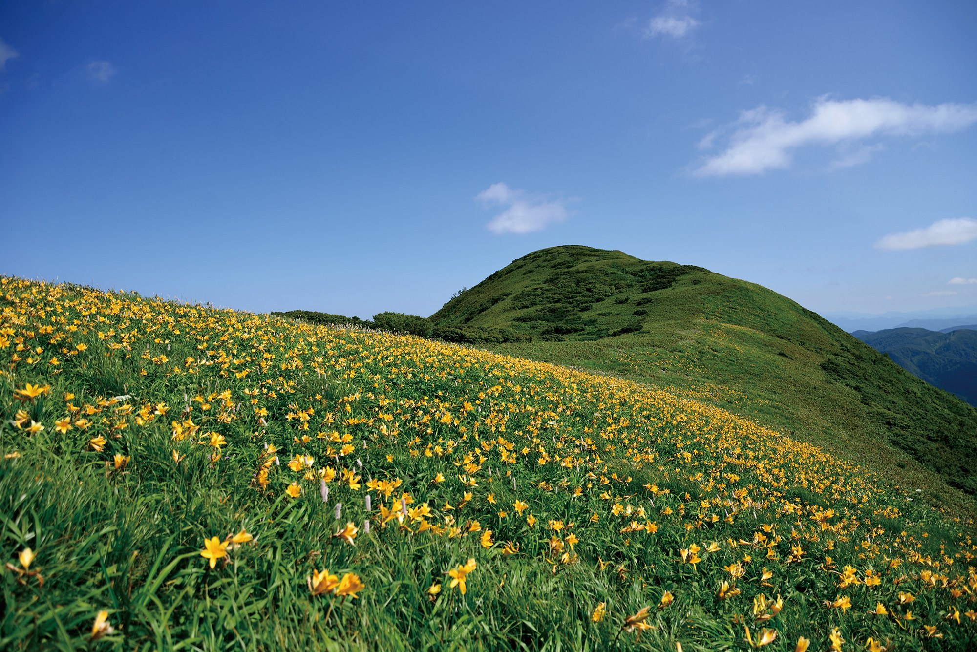 青空の下に広がるニッコウキスゲ